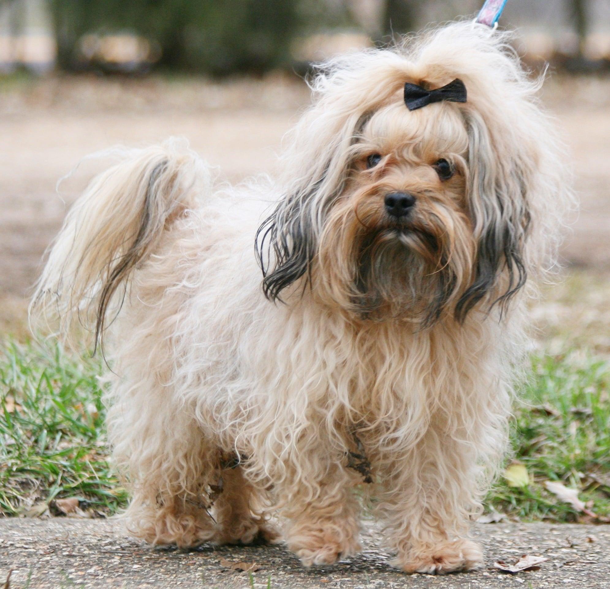 Tango, adopted, Adult Male Russian Toy Dog.
