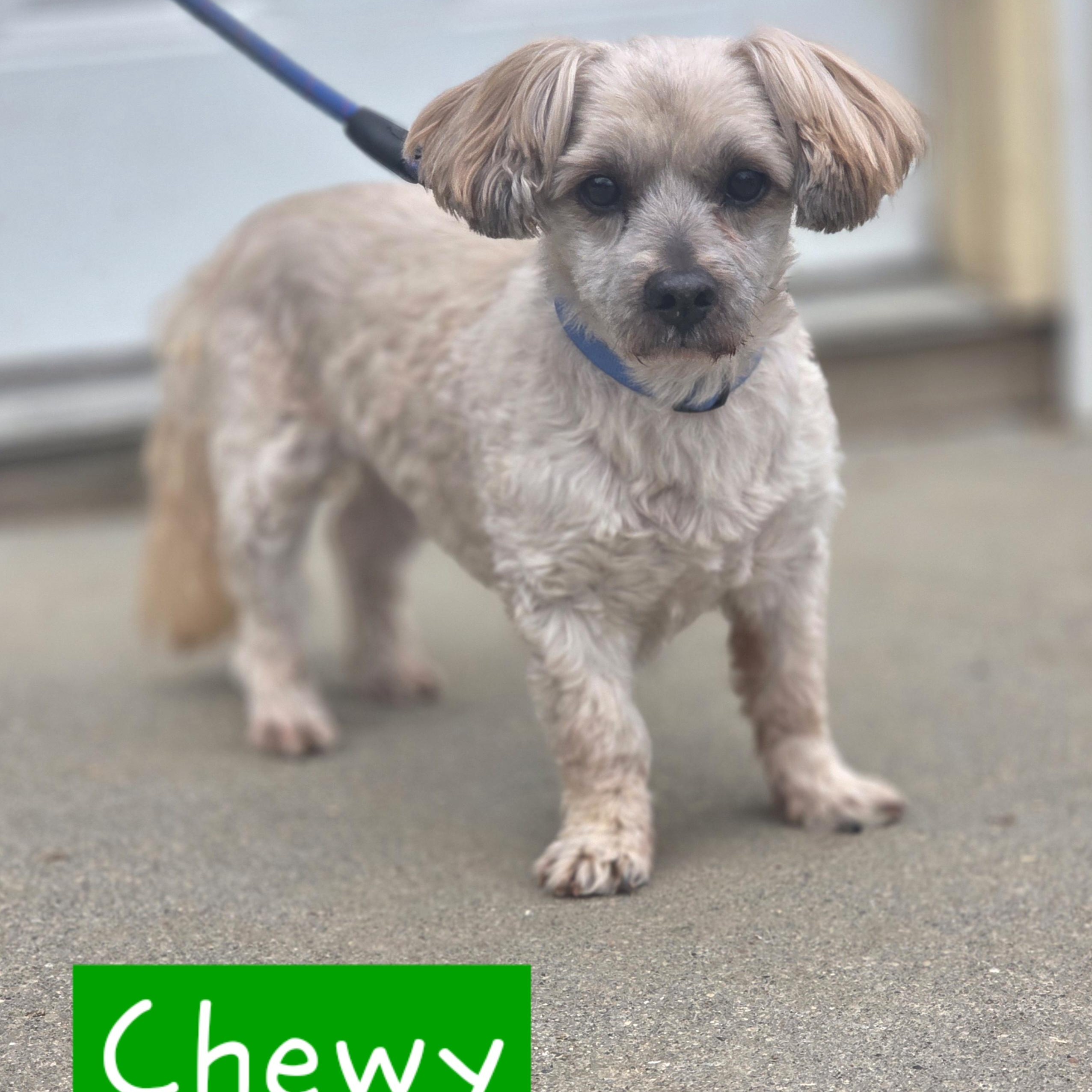 Enlarge  Chewie, a ADOPTABLE mixed breed in Walthill, NE image 2/4
