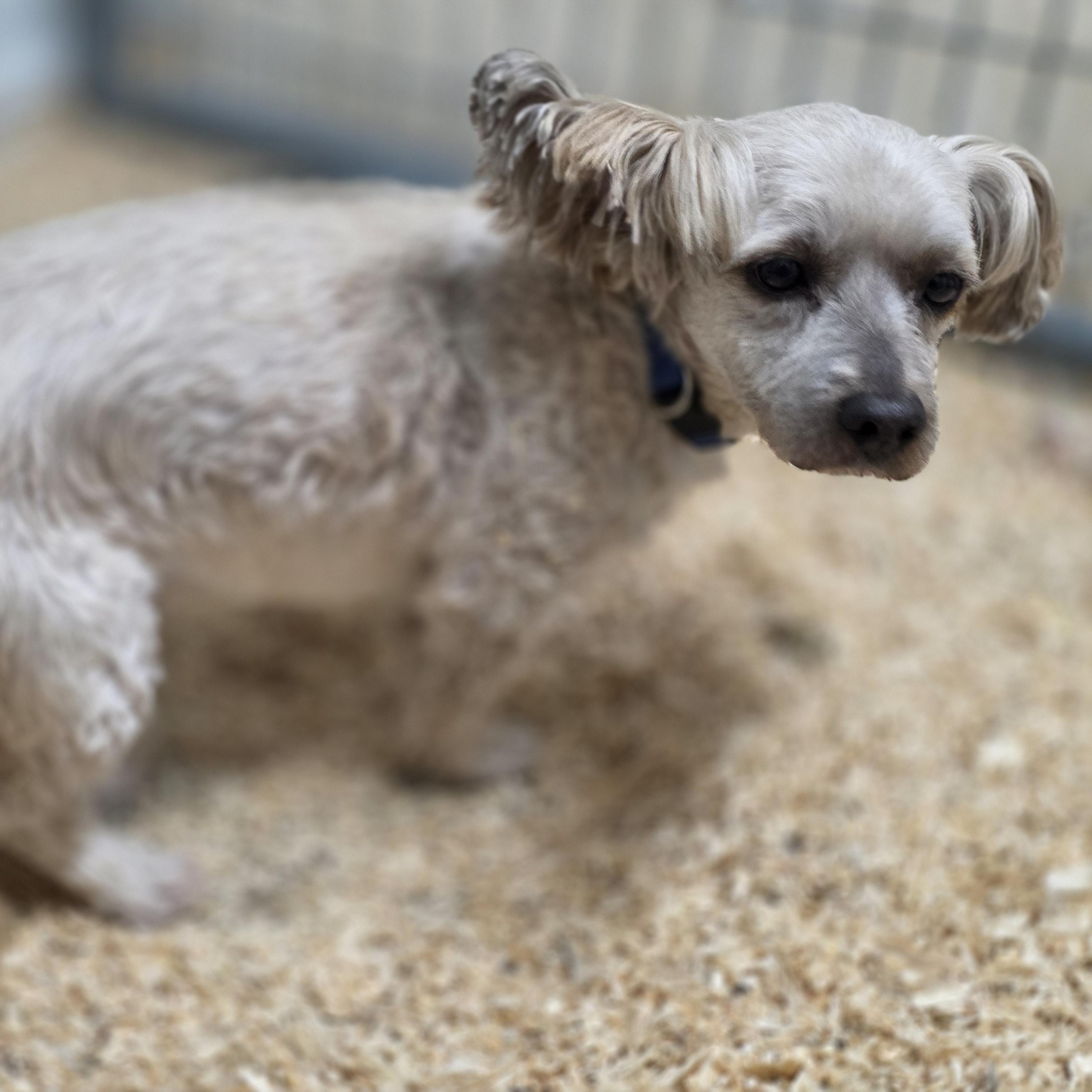Enlarge  Chewie, a ADOPTABLE mixed breed in Walthill, NE image 3/4