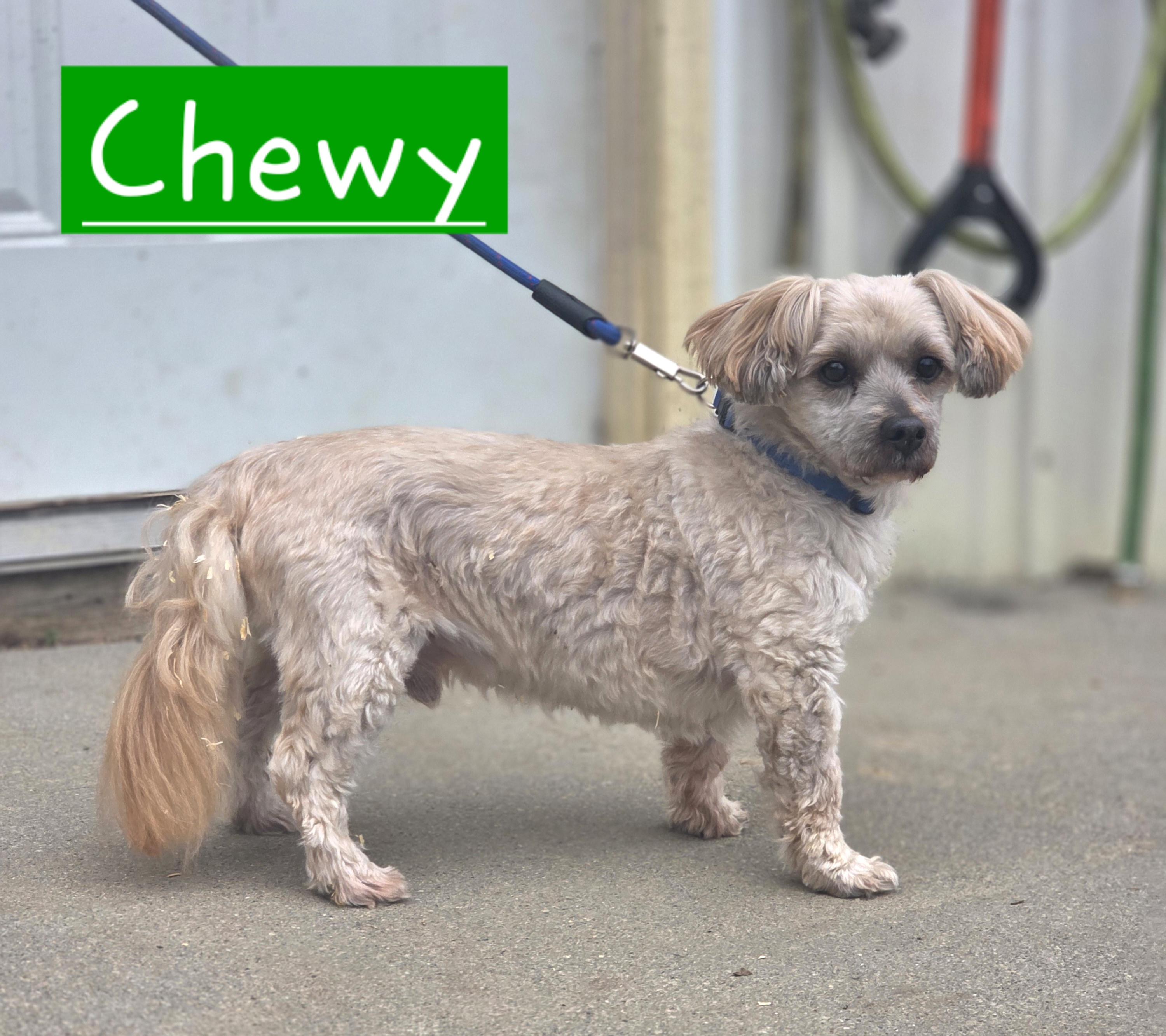 Enlarge  Chewie, a ADOPTABLE mixed breed in Walthill, NE image 4/4