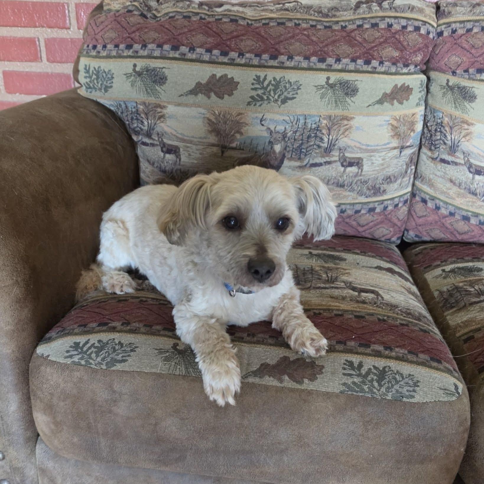  Chewie, ADOPTABLE, Senior Male Cockapoo.