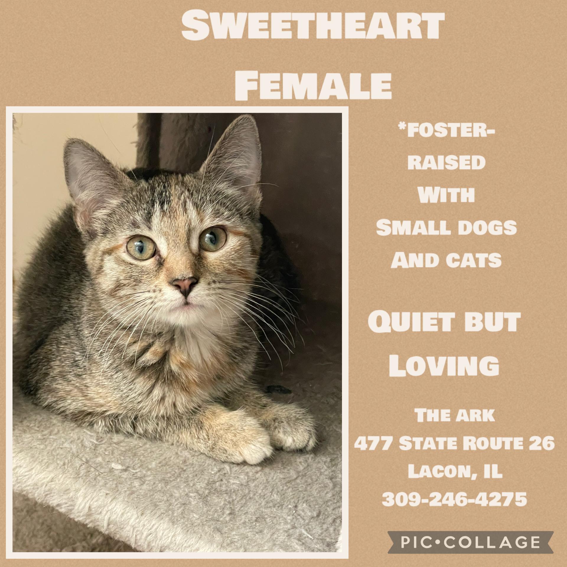 Kittens (female)