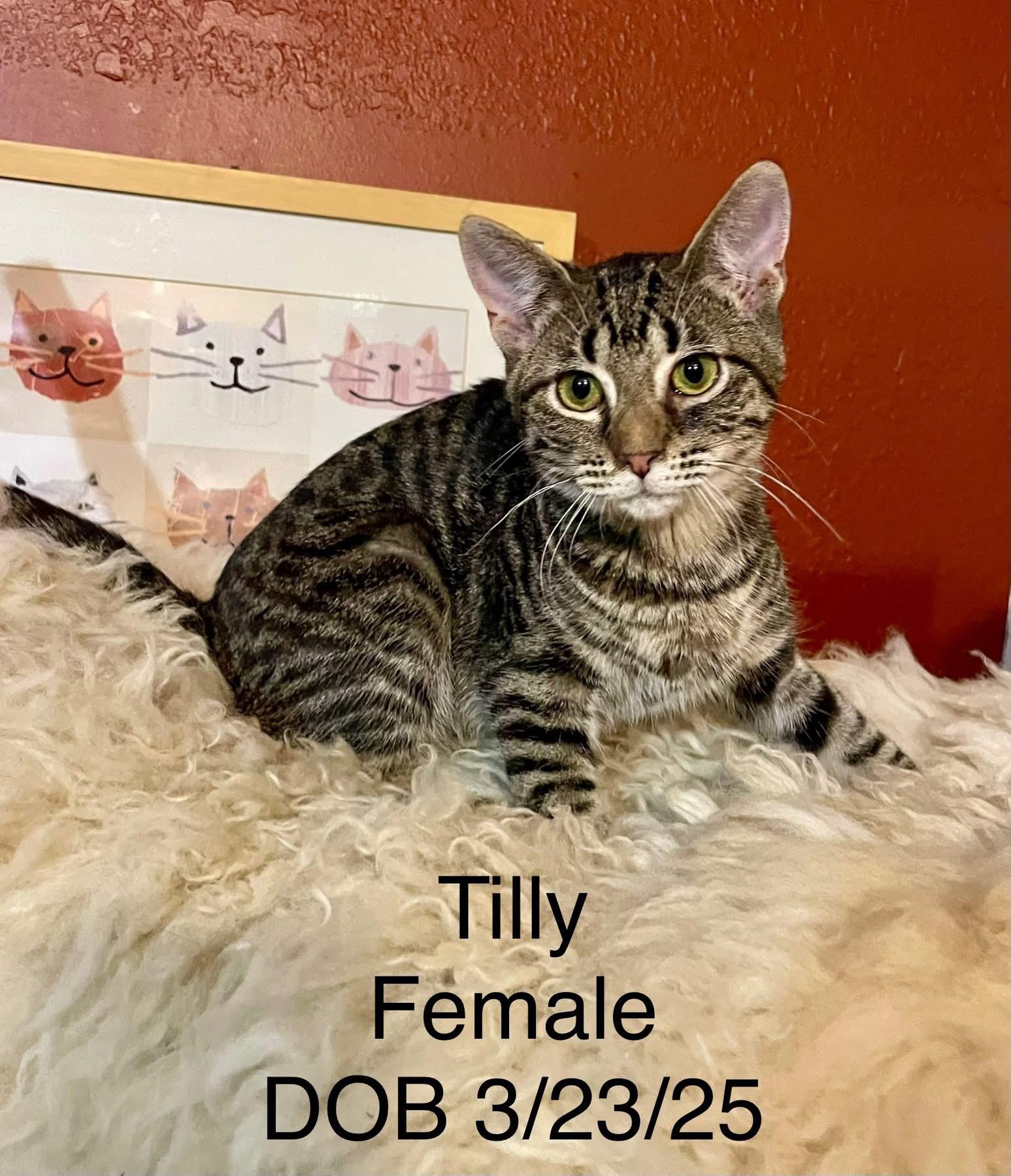 Kittens (female)