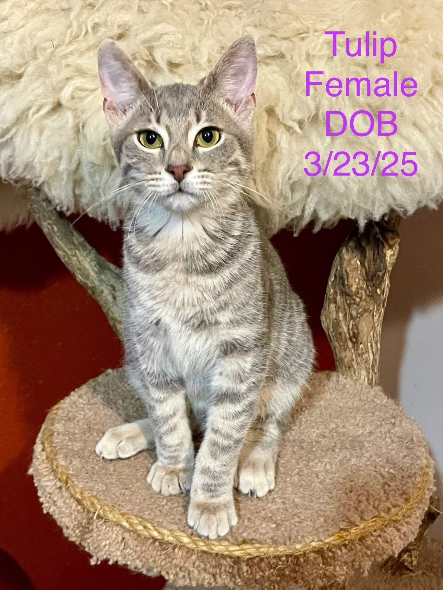Kittens (female)