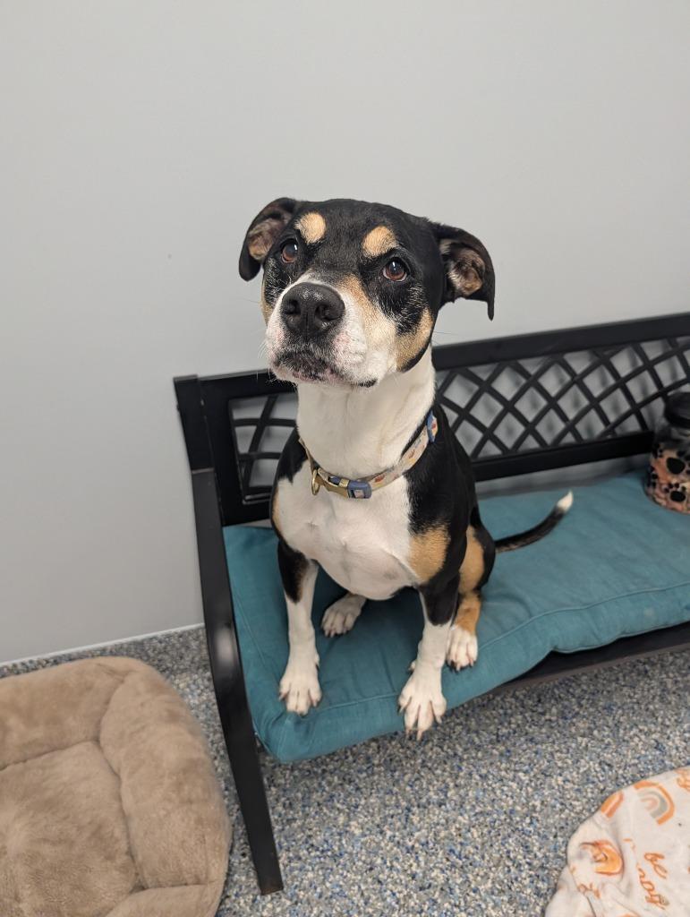 Enlarge Tulip, a Adoptable Mixed Breed in Angola, IN image 1/5
