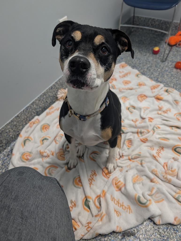 Enlarge Tulip, a Adoptable Mixed Breed in Angola, IN image 2/5