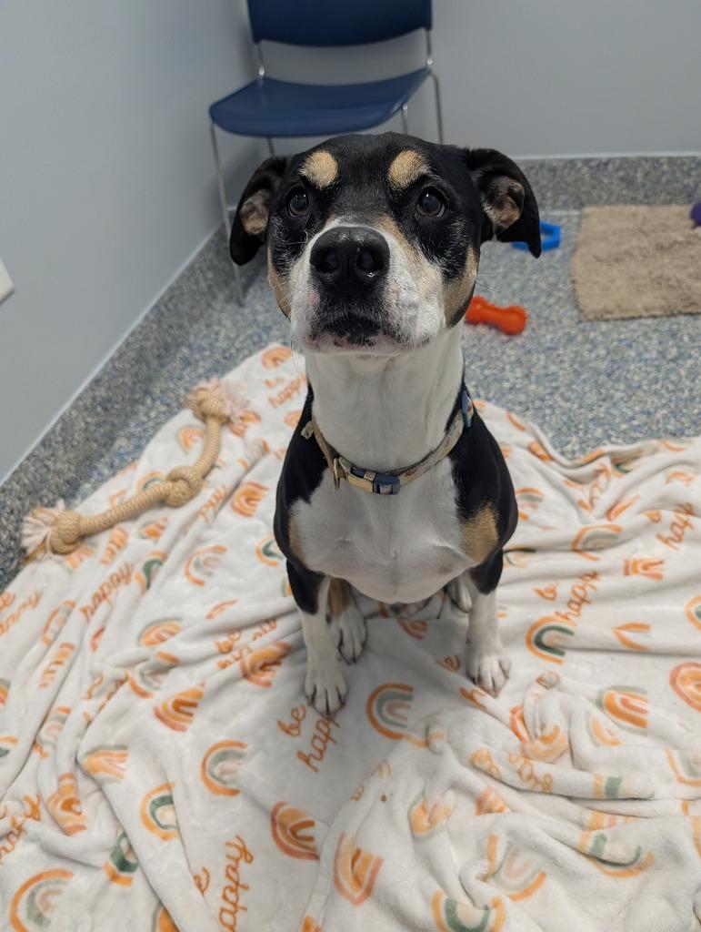 Enlarge Tulip, a Adoptable Mixed Breed in Angola, IN image 4/5
