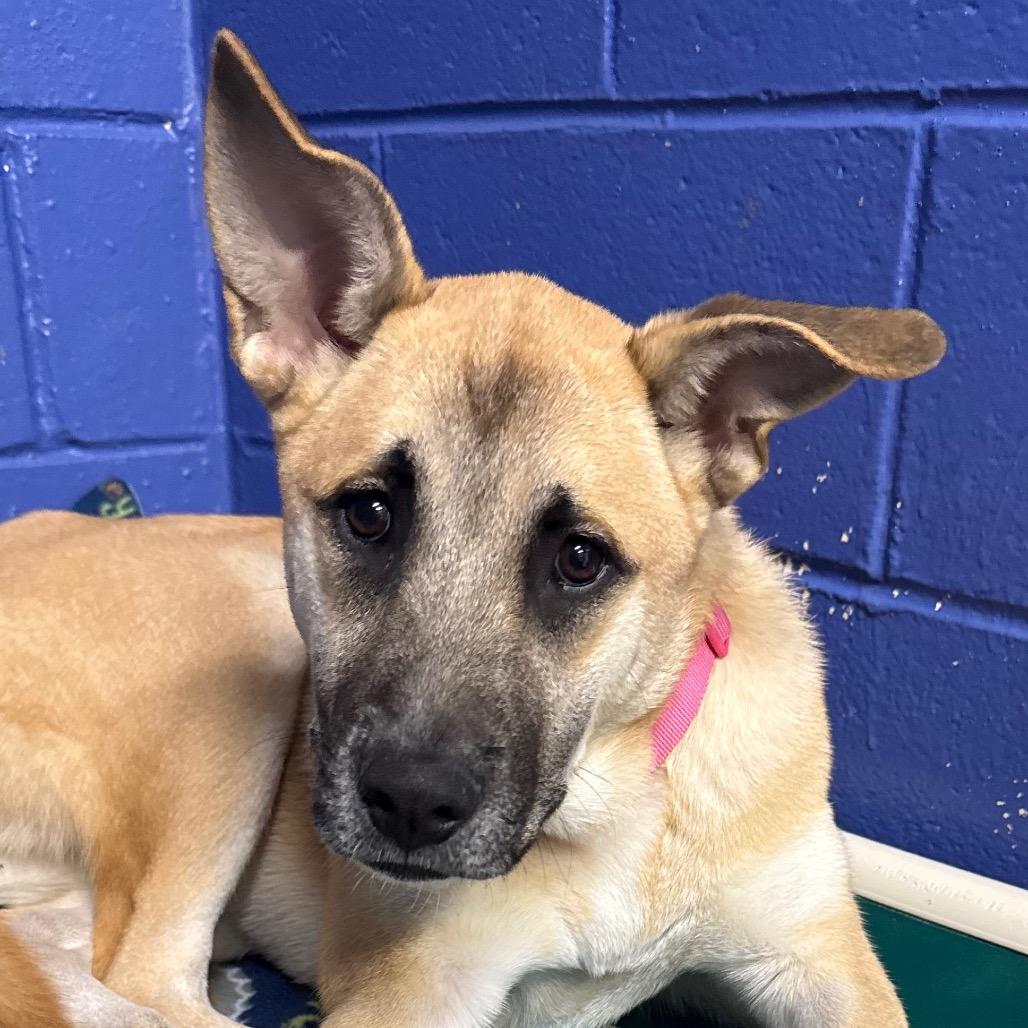 CT Milly, Adoptable, Puppy Female Shepherd & Cattle Dog.