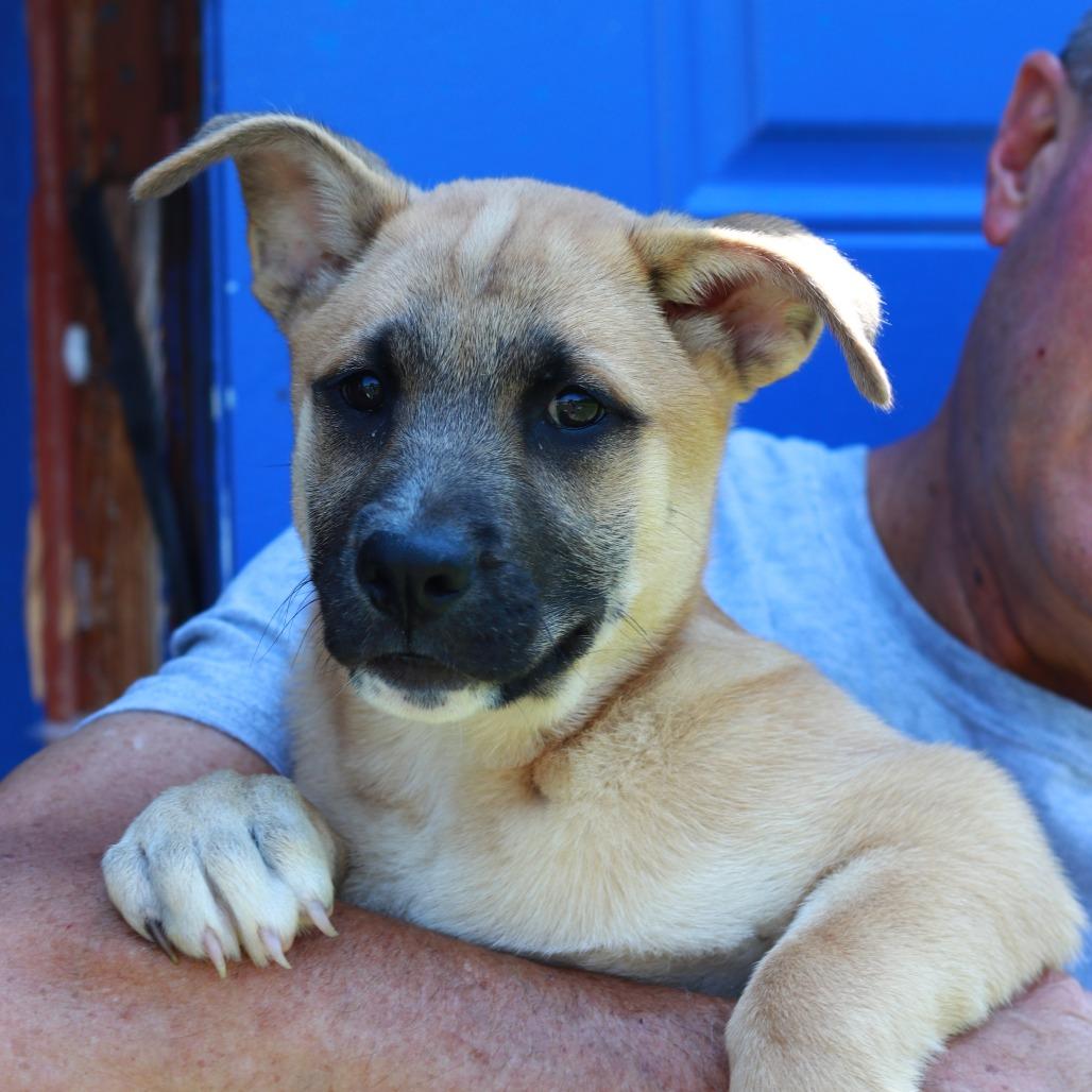 CT Milly, Adoptable, Puppy Female Shepherd & Cattle Dog.