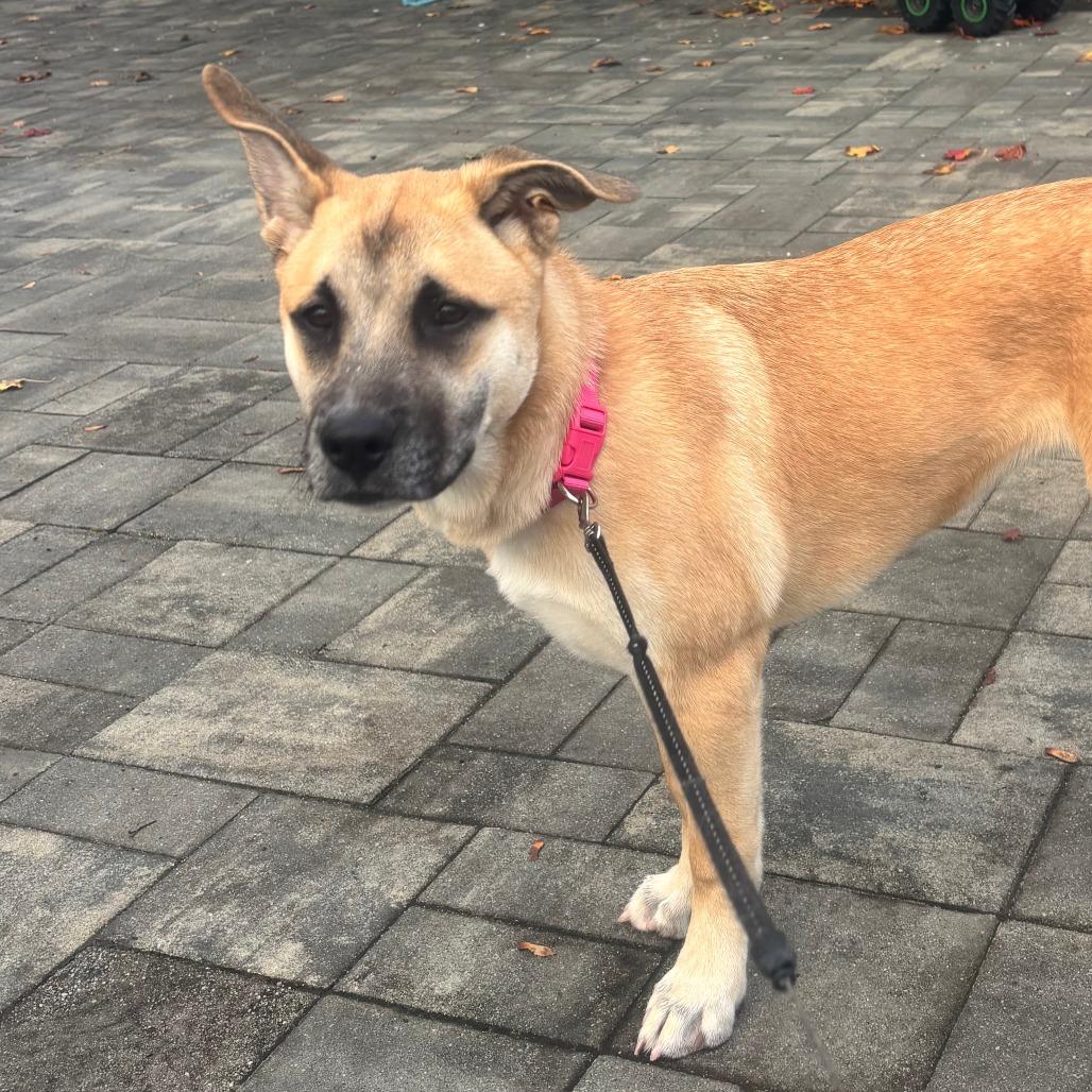 Enlarge CT Milly, a Adoptable mixed breed in Eastford, CT image 2/5