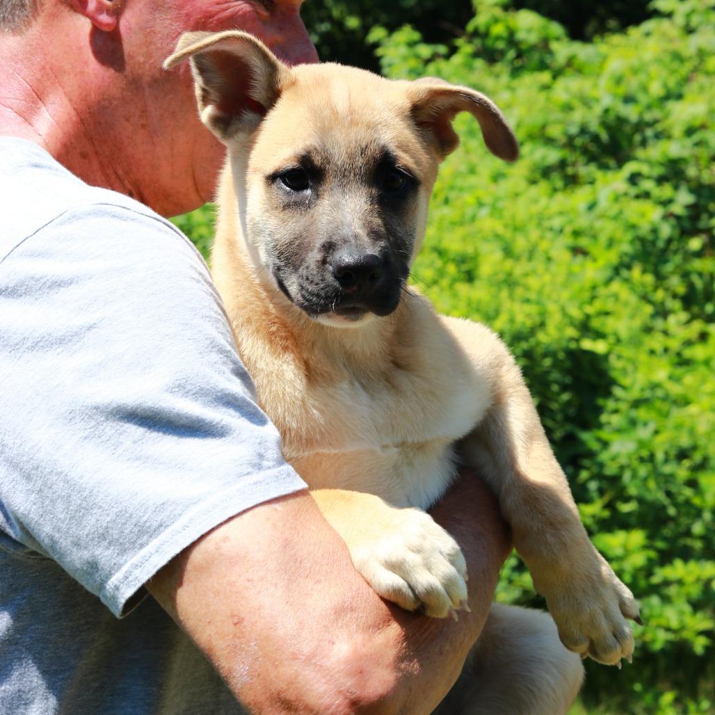 Enlarge CT Milly, a Adoptable mixed breed in Eastford, CT image 3/5