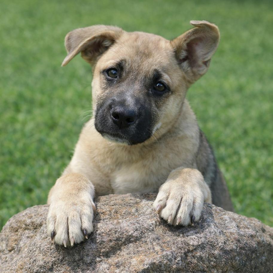 Enlarge CT Milly, a Adoptable mixed breed in Eastford, CT image 4/5