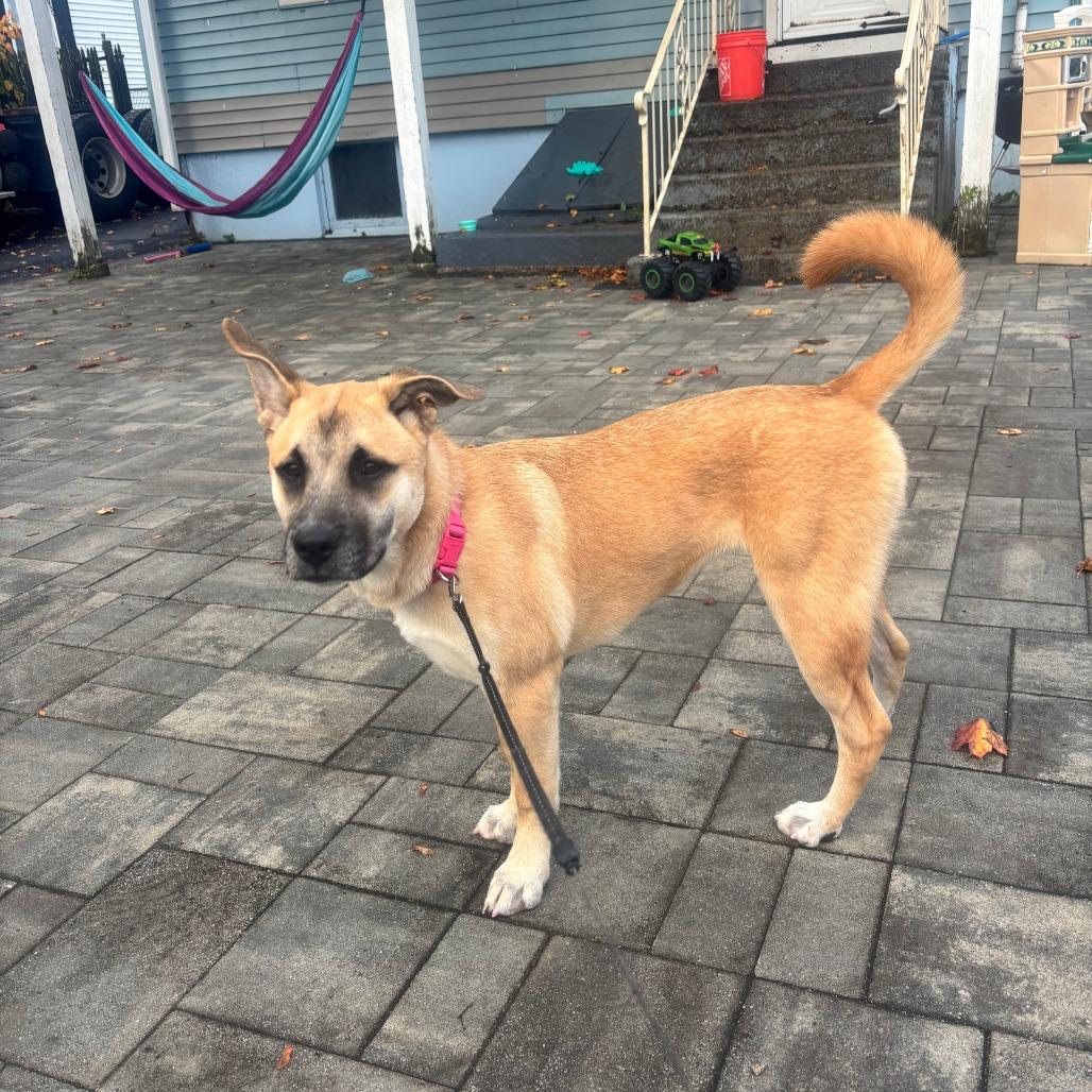 Enlarge CT Milly, a Adoptable mixed breed in Eastford, CT image 5/5