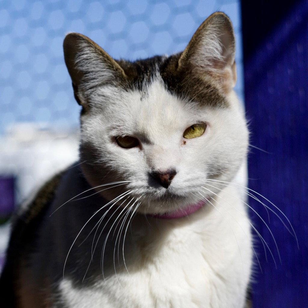 Enlarge Gina, a Adoptable Domestic Short Hair in Saint George, UT image 2/3