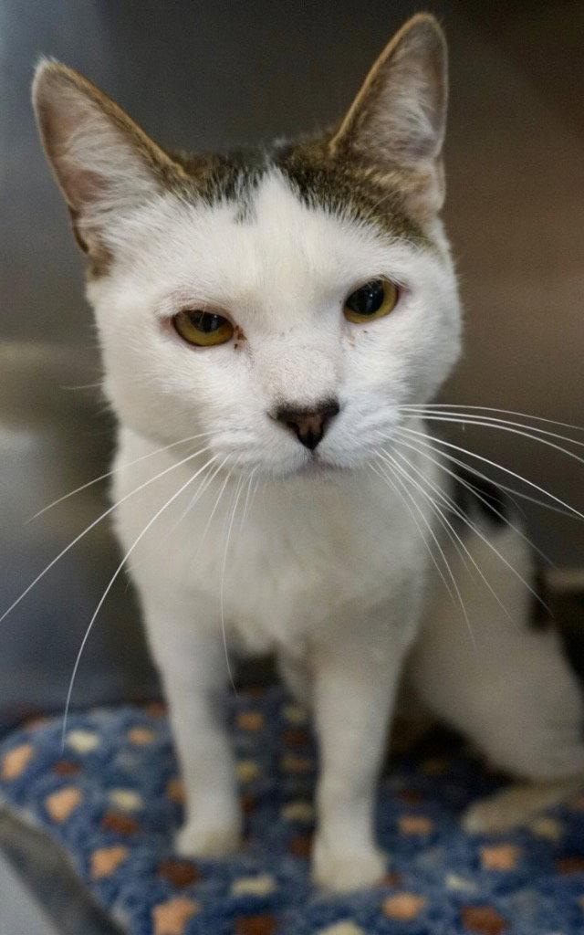 Enlarge Gina, a Adoptable Domestic Short Hair in Saint George, UT image 1/2