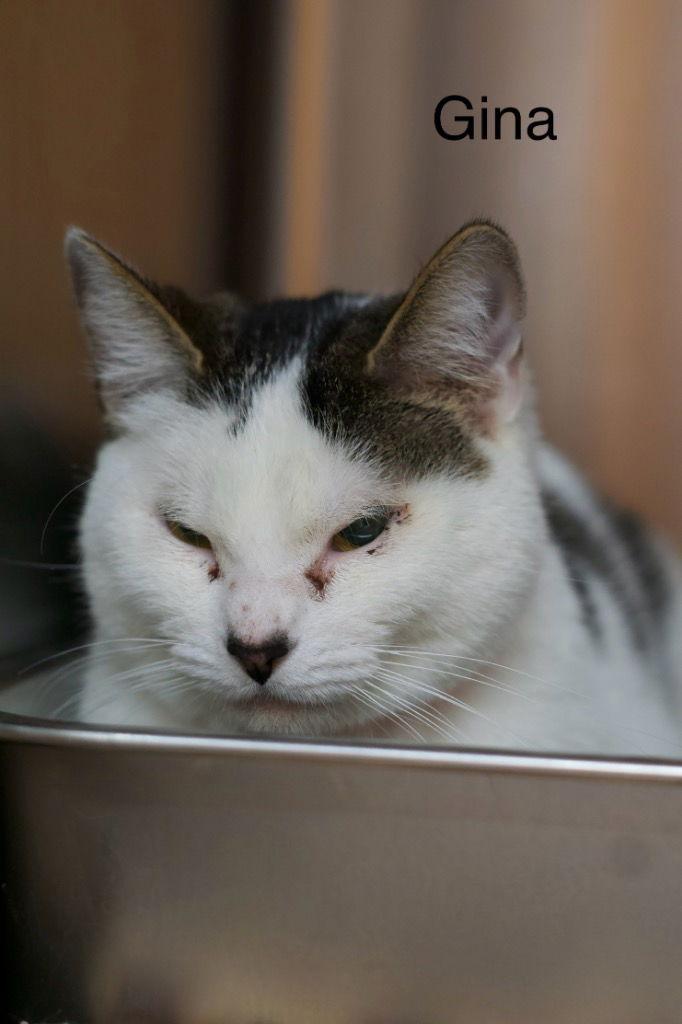 Enlarge Gina, a Adoptable Domestic Short Hair in Saint George, UT image 2/2