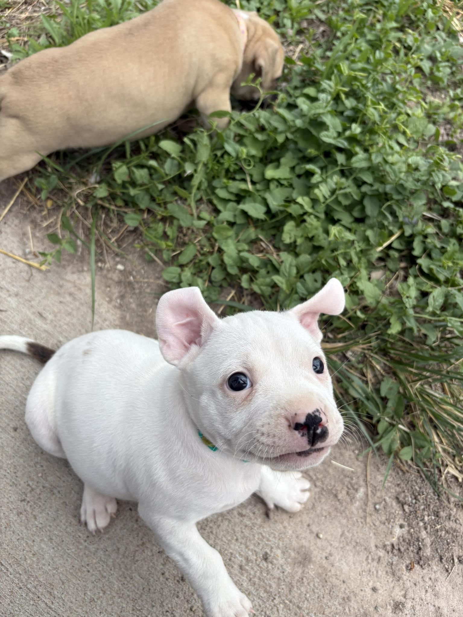 Jellybean, ADOPTABLE, Puppy Female Mixed Breed.