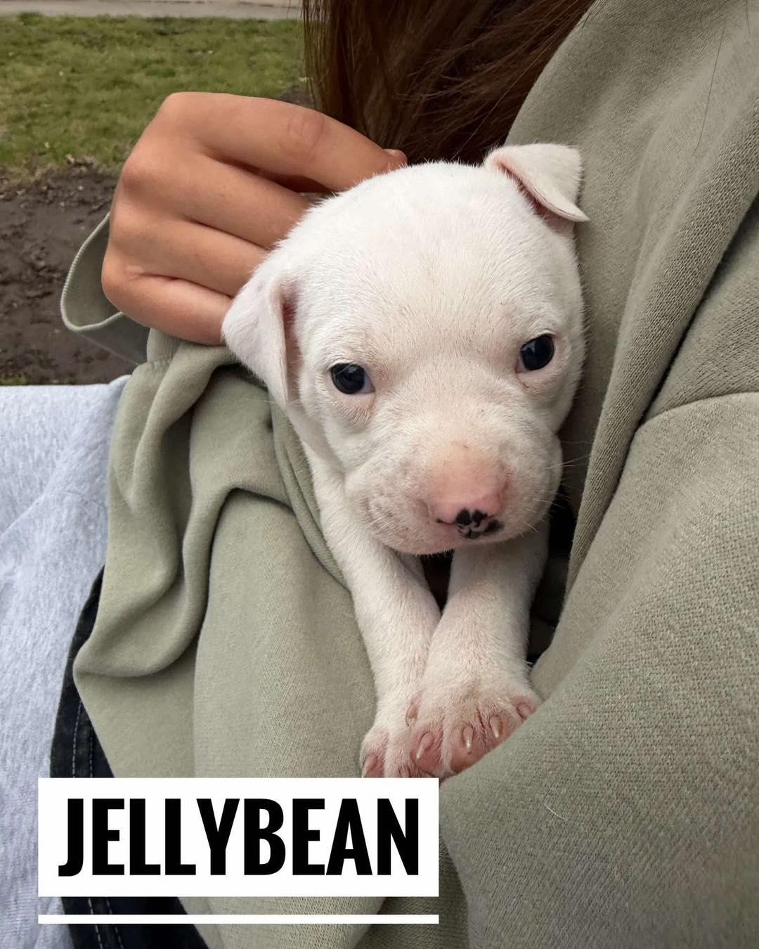 Enlarge Jellybean, a ADOPTABLE Mixed Breed in Manhattan, KS image 3/4