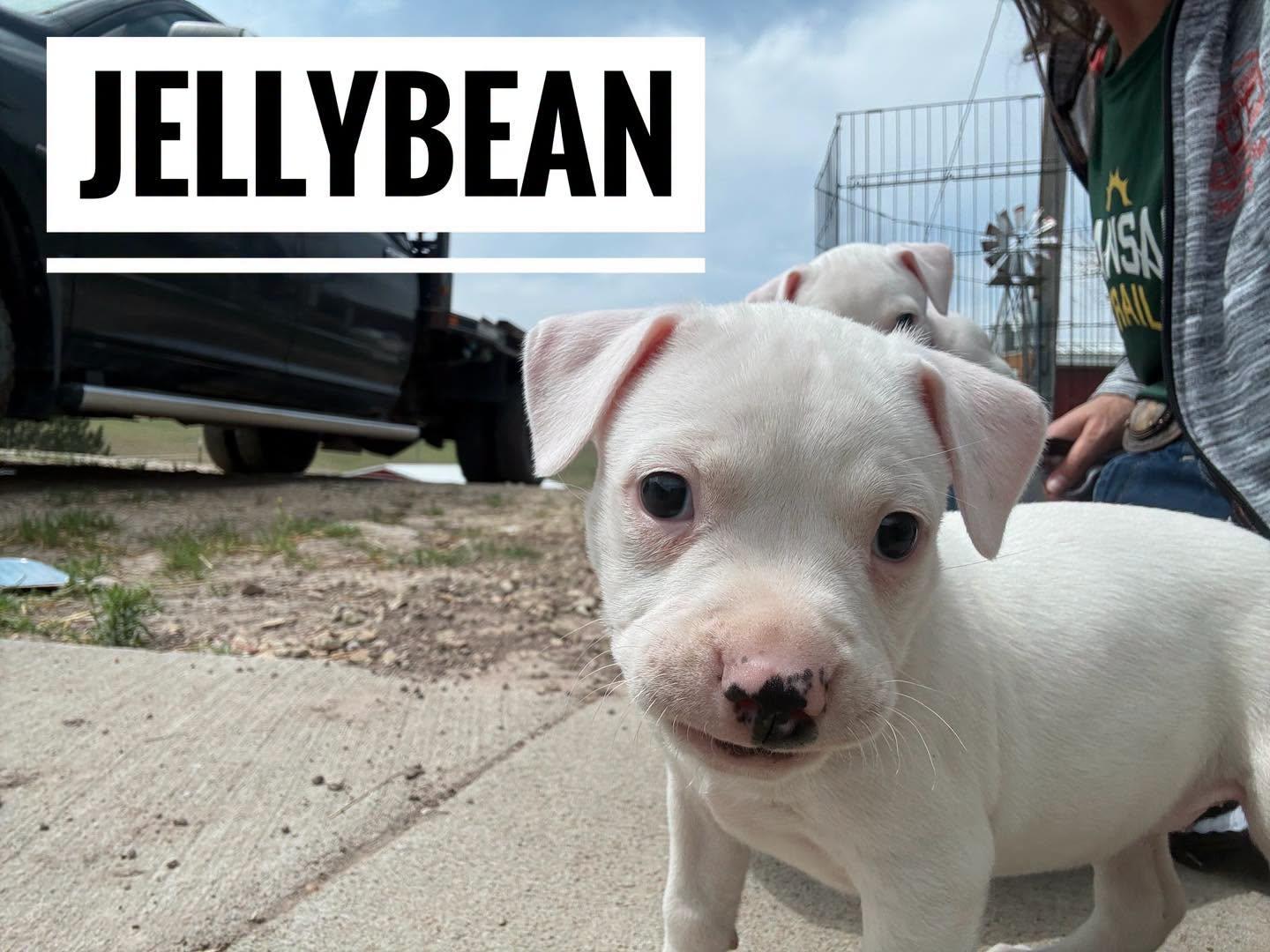 Enlarge Jellybean, a ADOPTABLE Mixed Breed in Manhattan, KS image 2/4