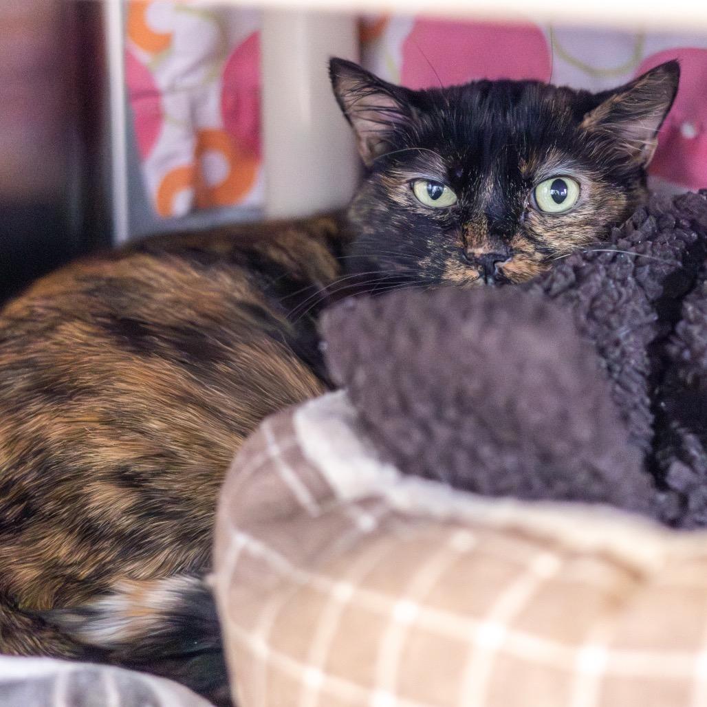 Enlarge Lulu, a Adoptable Domestic Short Hair in Newark, DE image 1/3