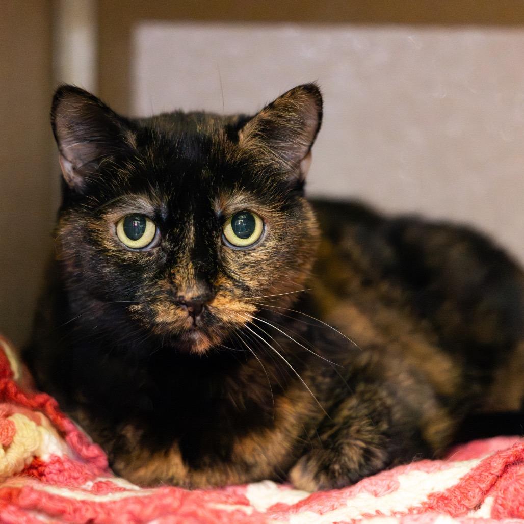 Enlarge Lulu, a Adoptable Domestic Short Hair in Newark, DE image 2/3