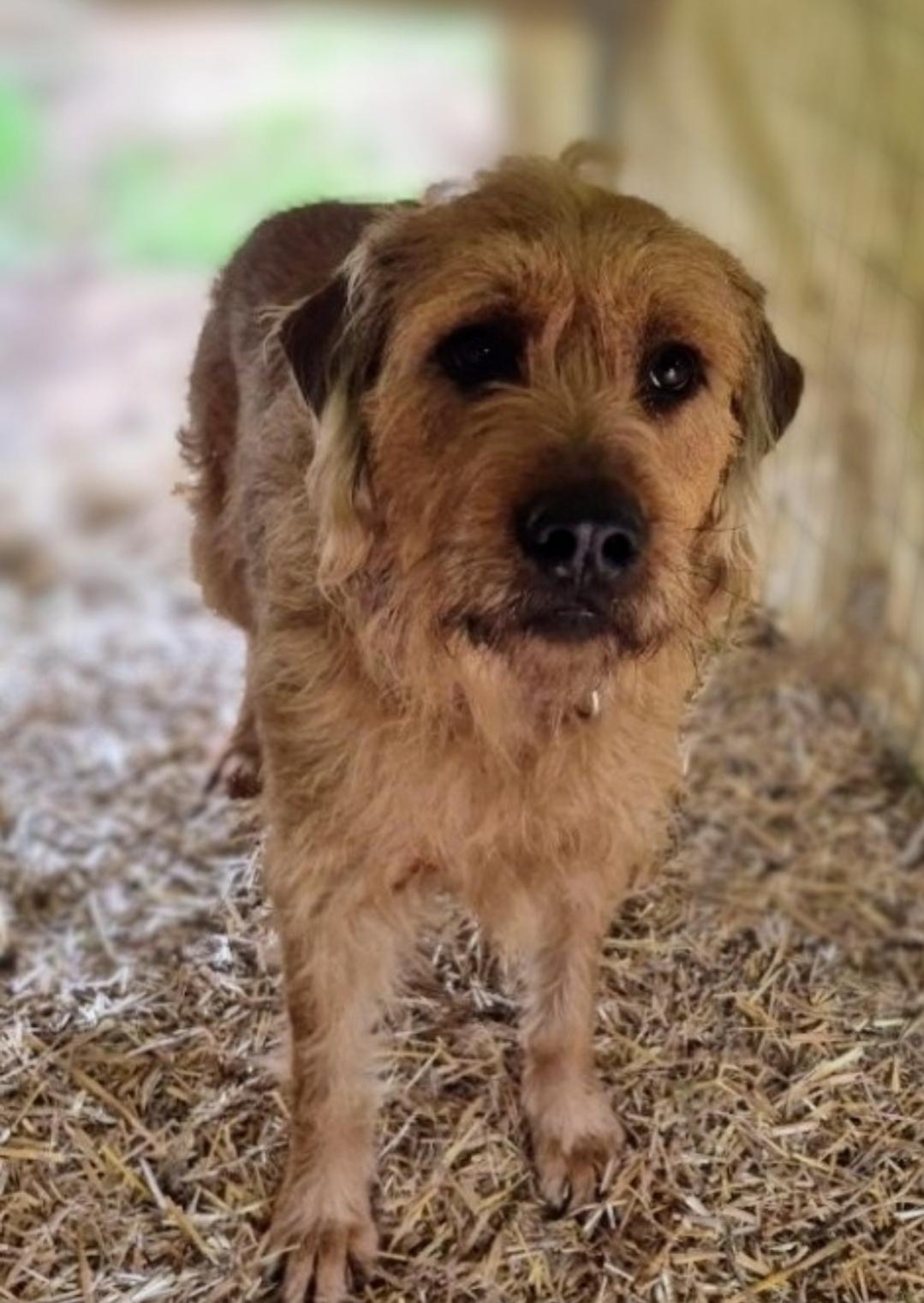 JOE JOE, a Adopted mixed breed in Dallas, TX image 1/2