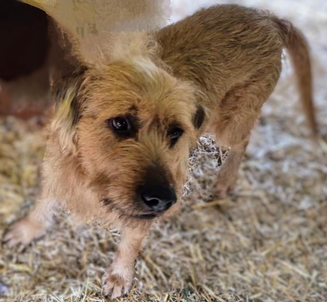 JOE JOE, a Adopted mixed breed in Dallas, TX image 2/2