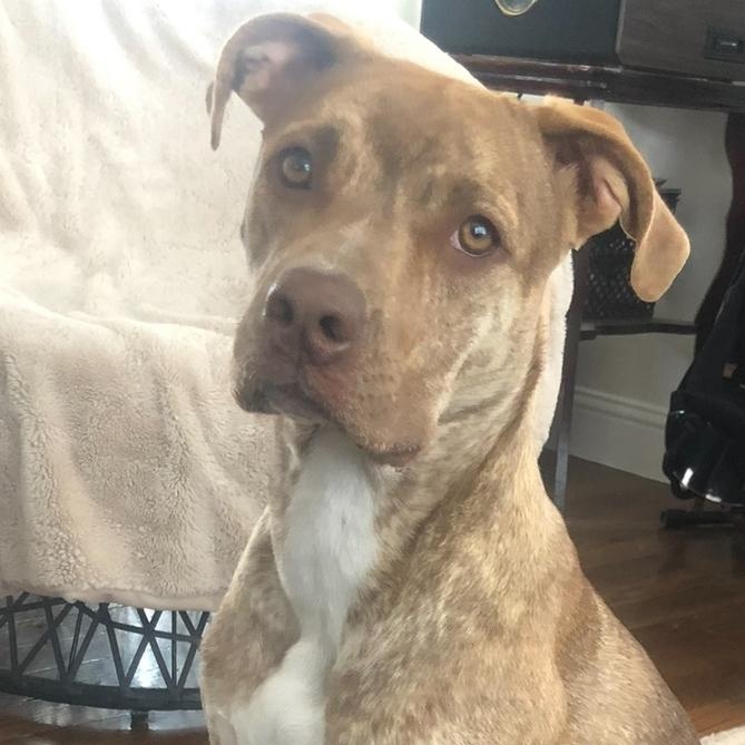 Sunshine, Adoptable, Adult Female Pit Bull Terrier.