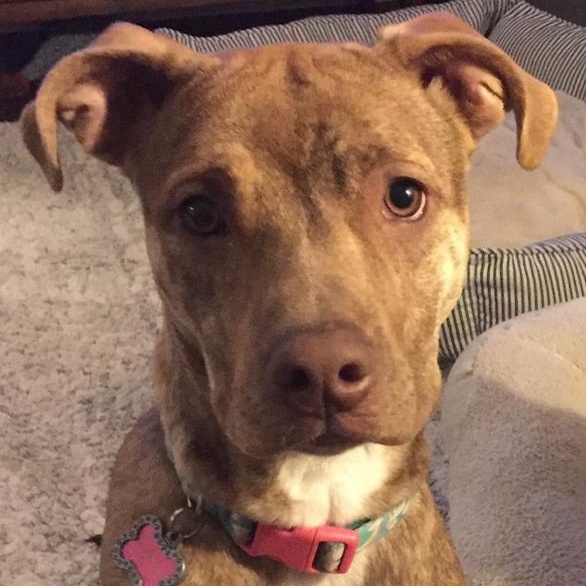 Enlarge Sunshine, a Adoptable mixed breed in Pasco, WA image 5/6