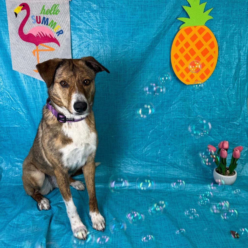 Enlarge Starlet, a Adoptable Shepherd in Fresno, CA image 1/5