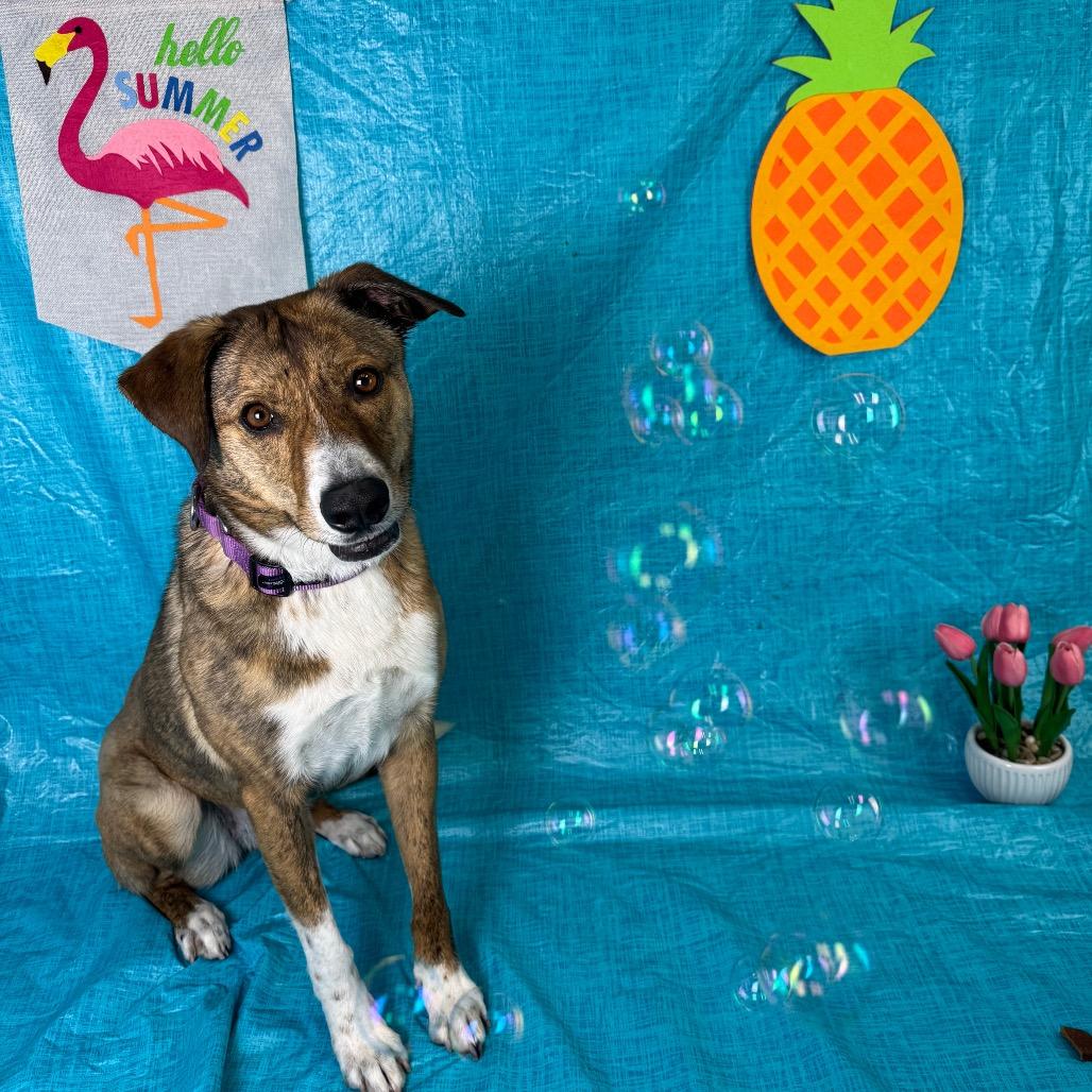 Enlarge Starlet, a Adoptable Shepherd in Fresno, CA image 2/5