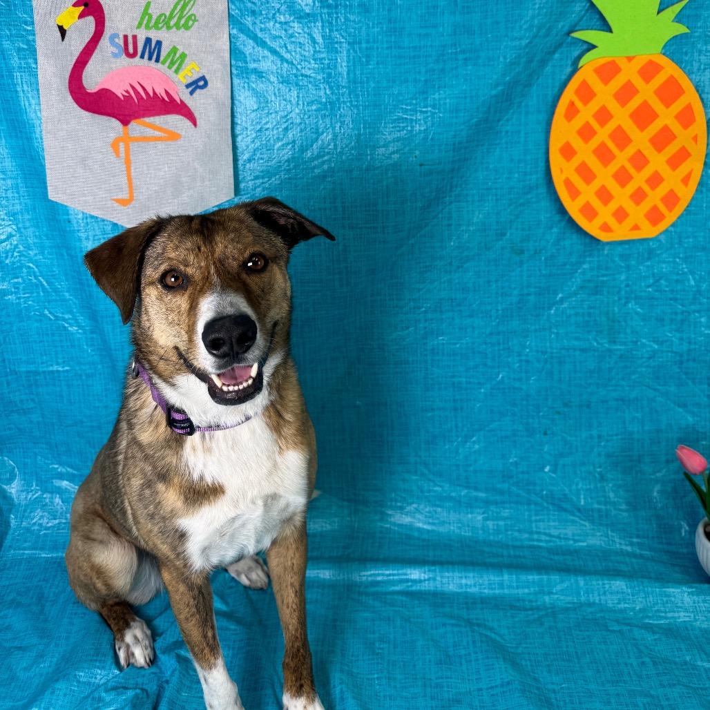 Enlarge Starlet, a Adoptable Shepherd in Fresno, CA image 4/5