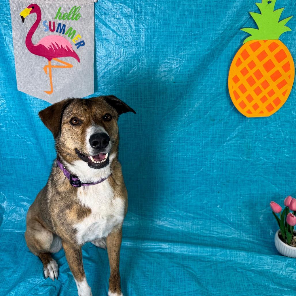 Enlarge Starlet, a Adoptable Shepherd in Fresno, CA image 5/5
