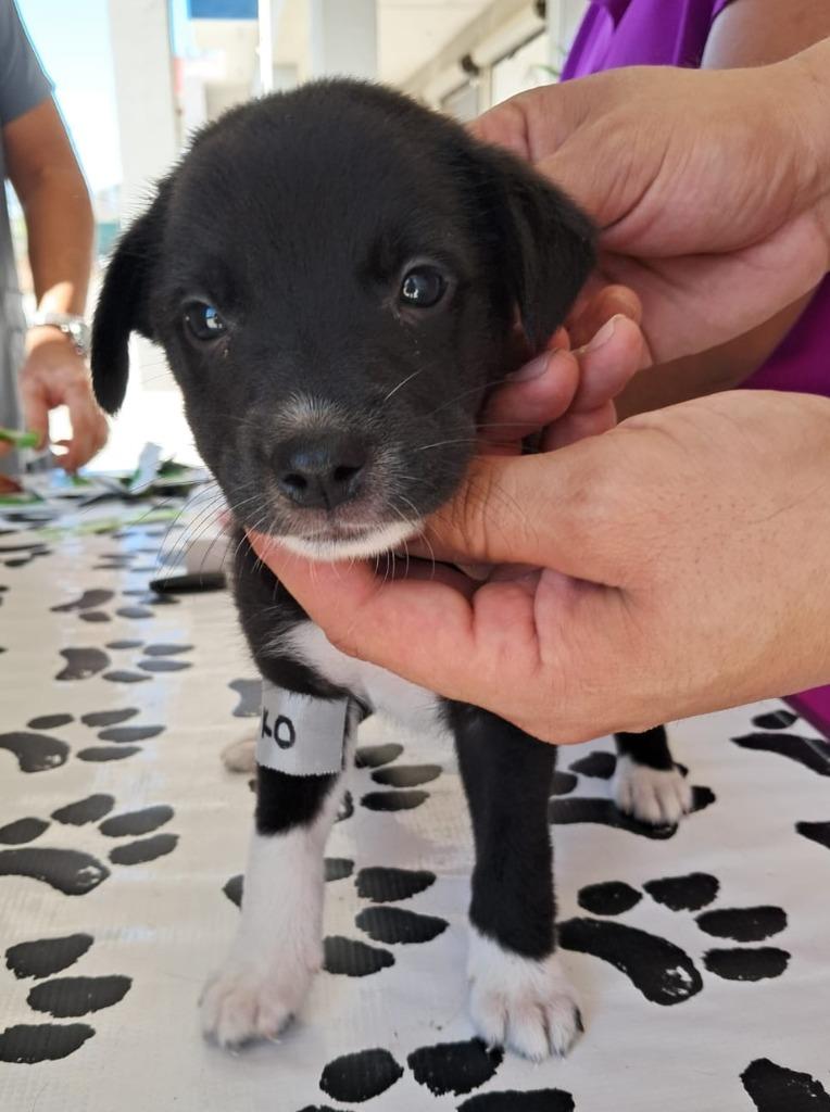 Niko — thumbnail 4