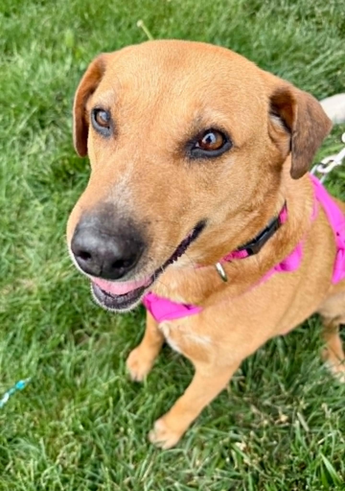 Billie Jean, Adoptable, Senior Female Australian Shepherd.