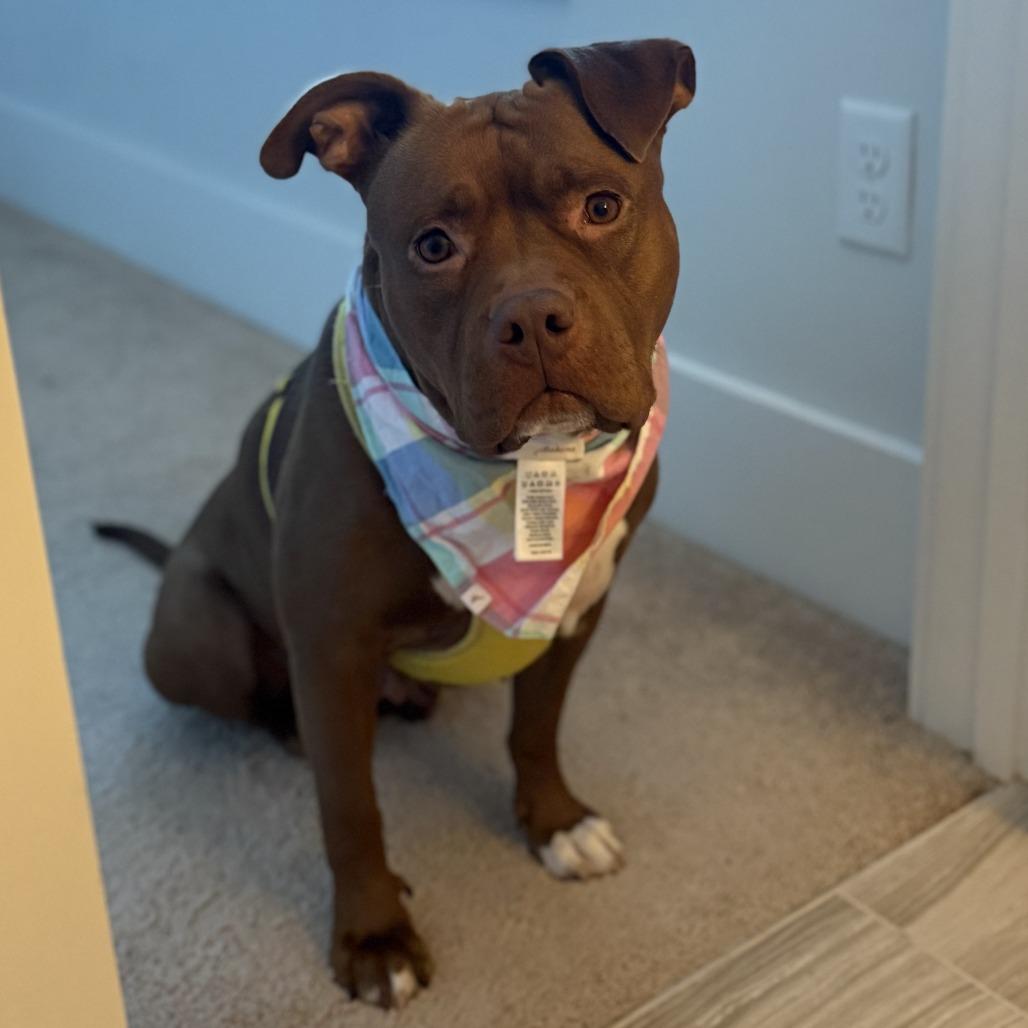 Pecan @ Foster, Adoptable, Adult Female Mixed Breed.