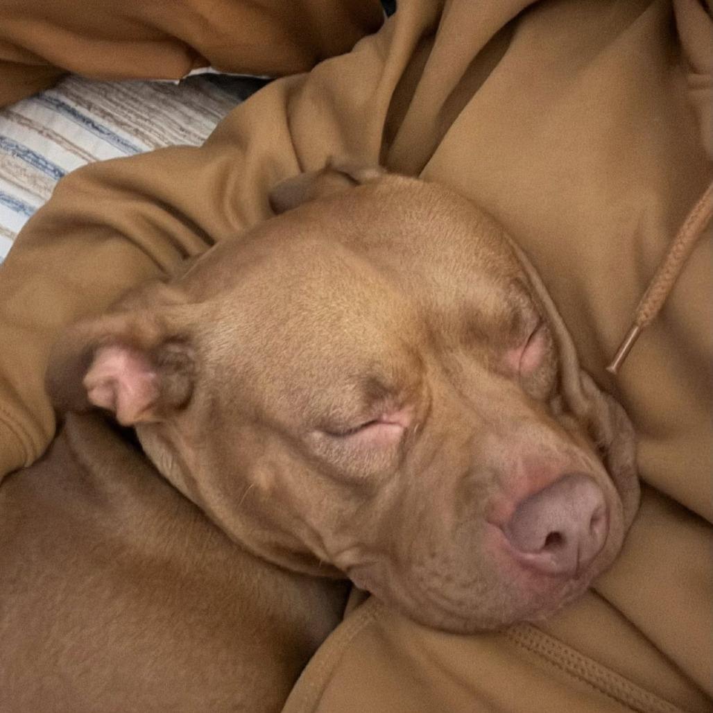 Pecan @ Foster, a Adoptable Mixed Breed image 3/6