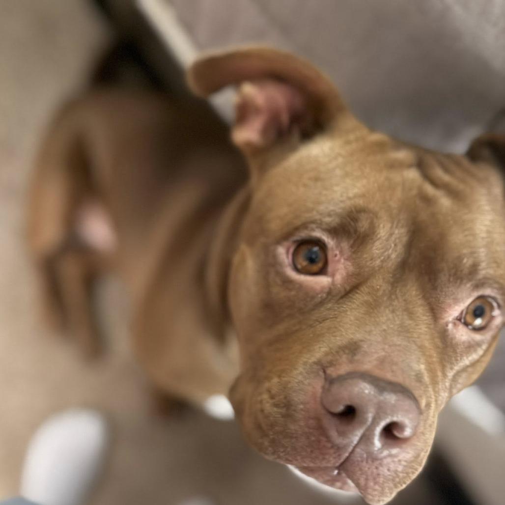 Pecan @ Foster, a Adoptable Mixed Breed image 4/6