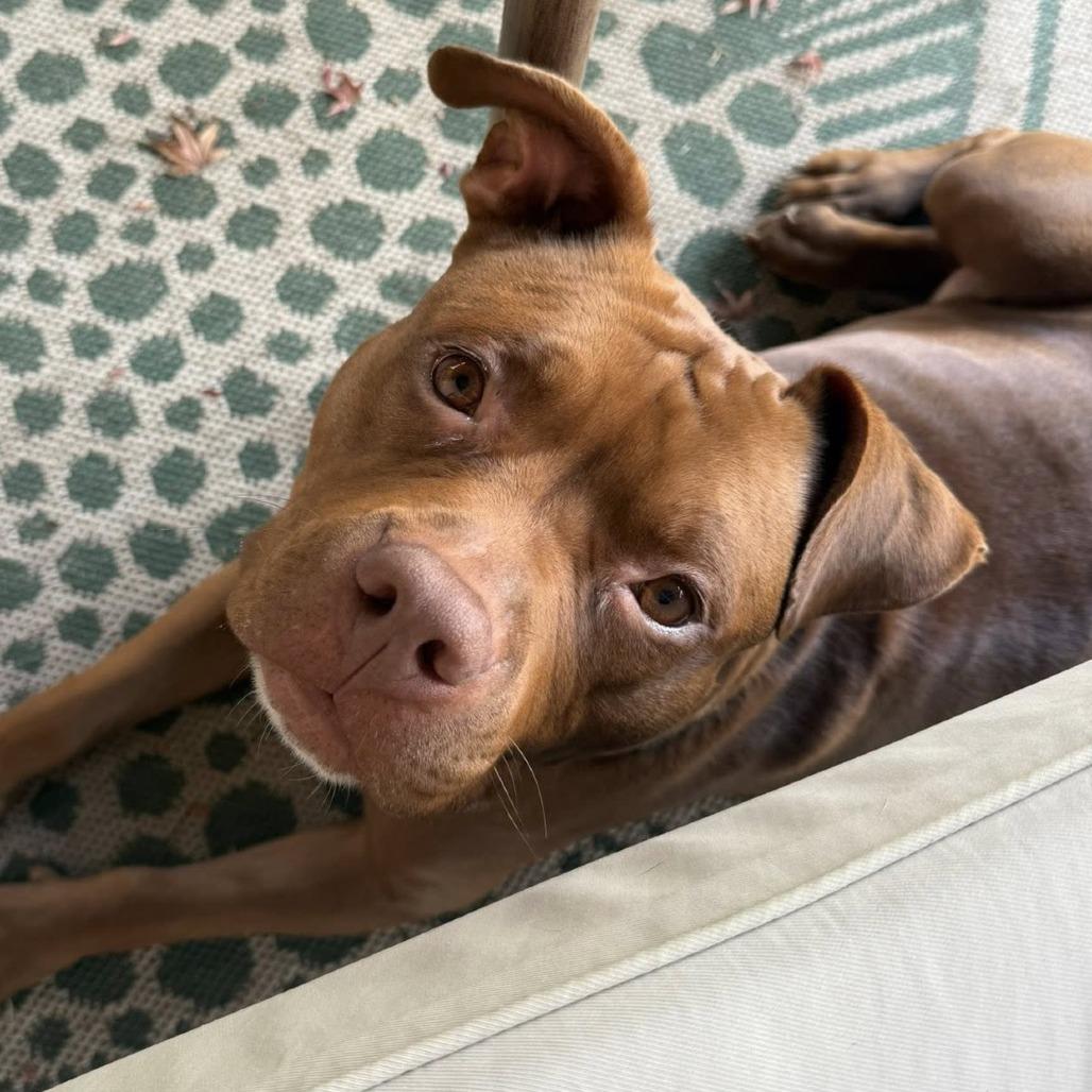 Pecan @ Foster, a Adoptable Mixed Breed image 5/6