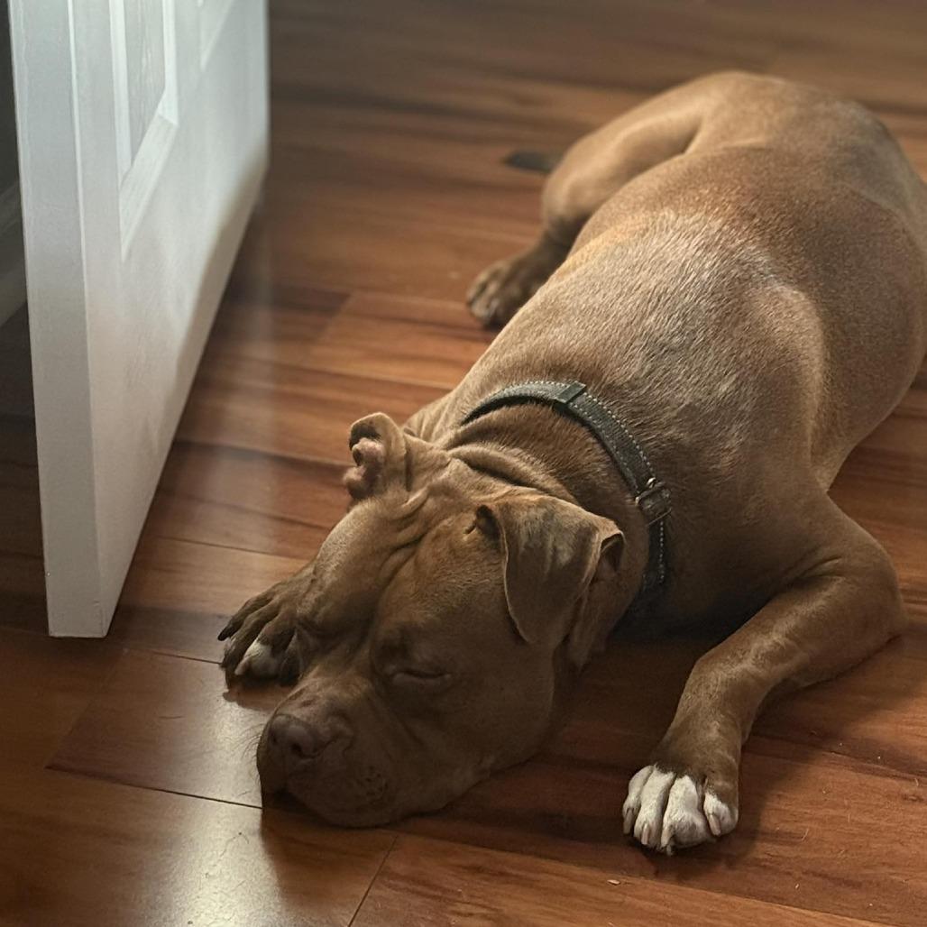 Pecan @ Foster, a Adoptable Mixed Breed image 6/6