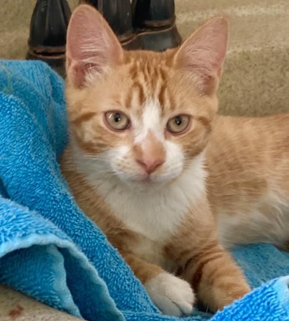 Enlarge 2 bonded kittens: Julia and Joey, an adopted Domestic Short Hair in Durham, CT image 2/3