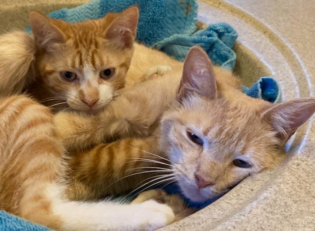 Enlarge 2 bonded kittens: Julia and Joey, an adopted Domestic Short Hair in Durham, CT image 1/3
