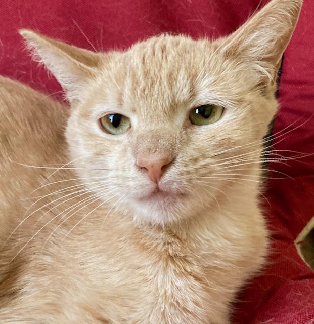 Enlarge 2 bonded kittens: Julia and Joey, an adopted Domestic Short Hair in Durham, CT image 3/3