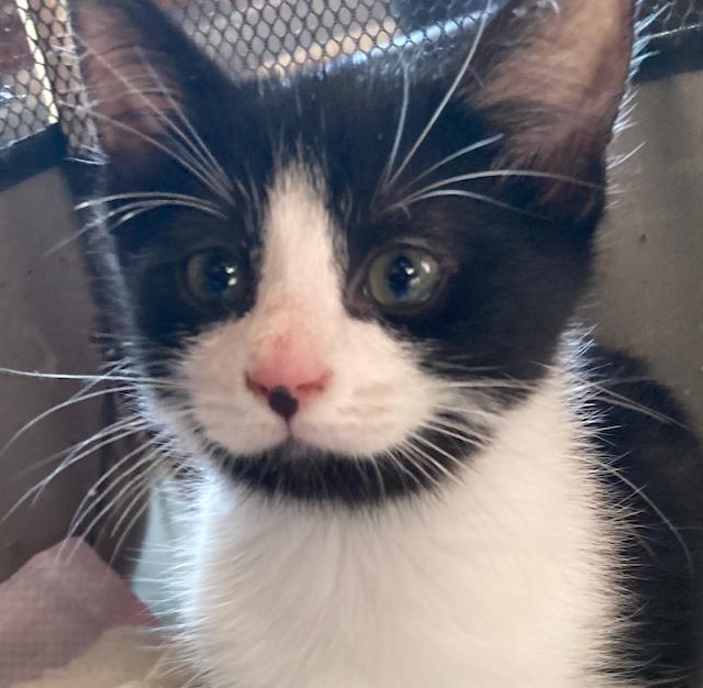 Enlarge Kitten, female 9 weeks, super friendly!, a Adoptable Domestic Short Hair in Durham, CT image 1/1