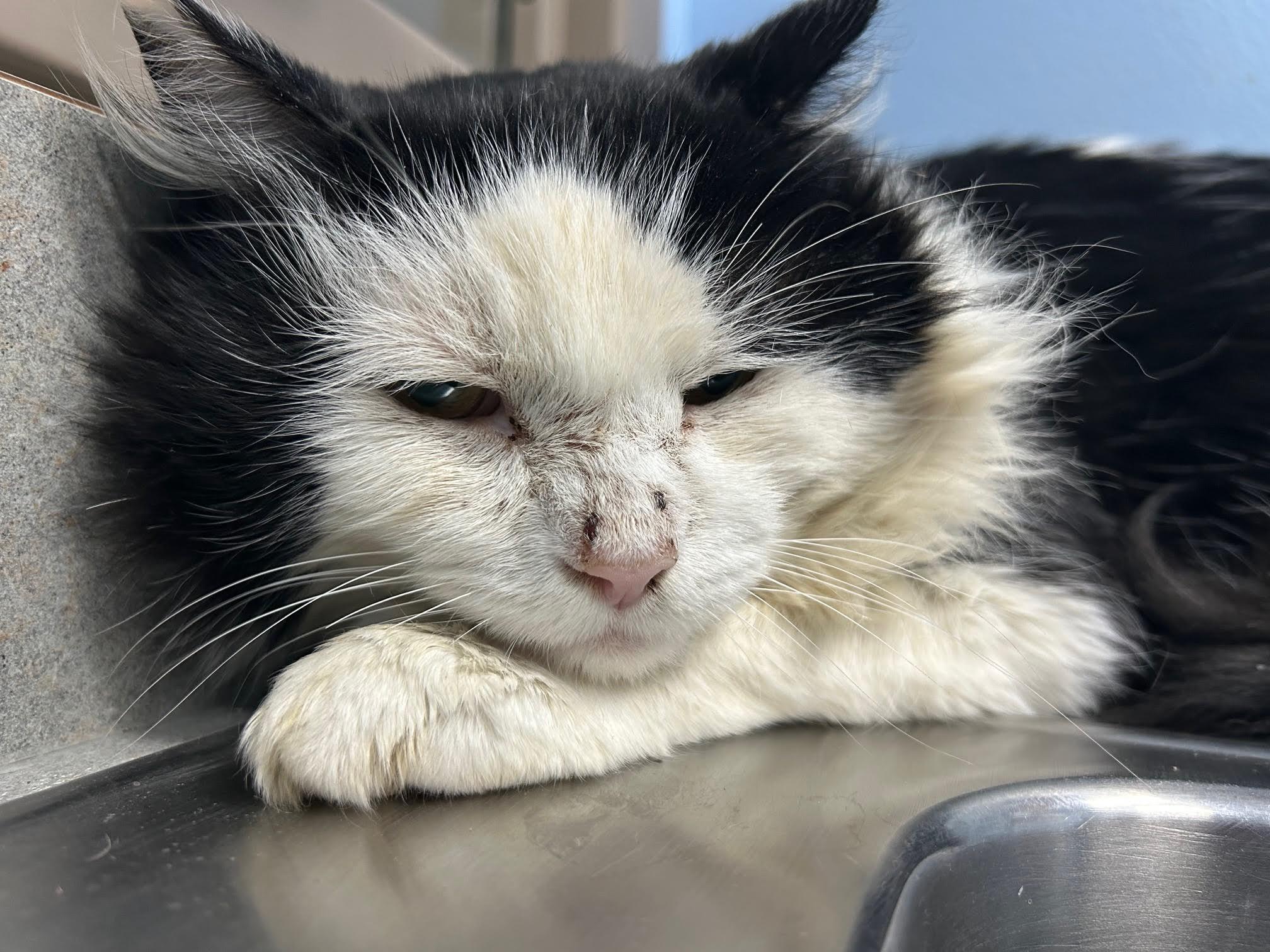 Enlarge Freddy, a Adoptable Domestic Long Hair in Homer, AK image 1/1