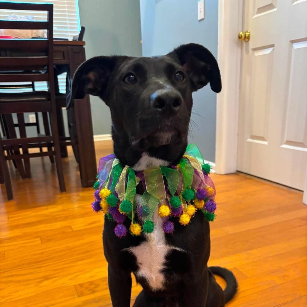 Enlarge Daphne, a Adoptable mixed breed in Cumberland, RI image 3/6