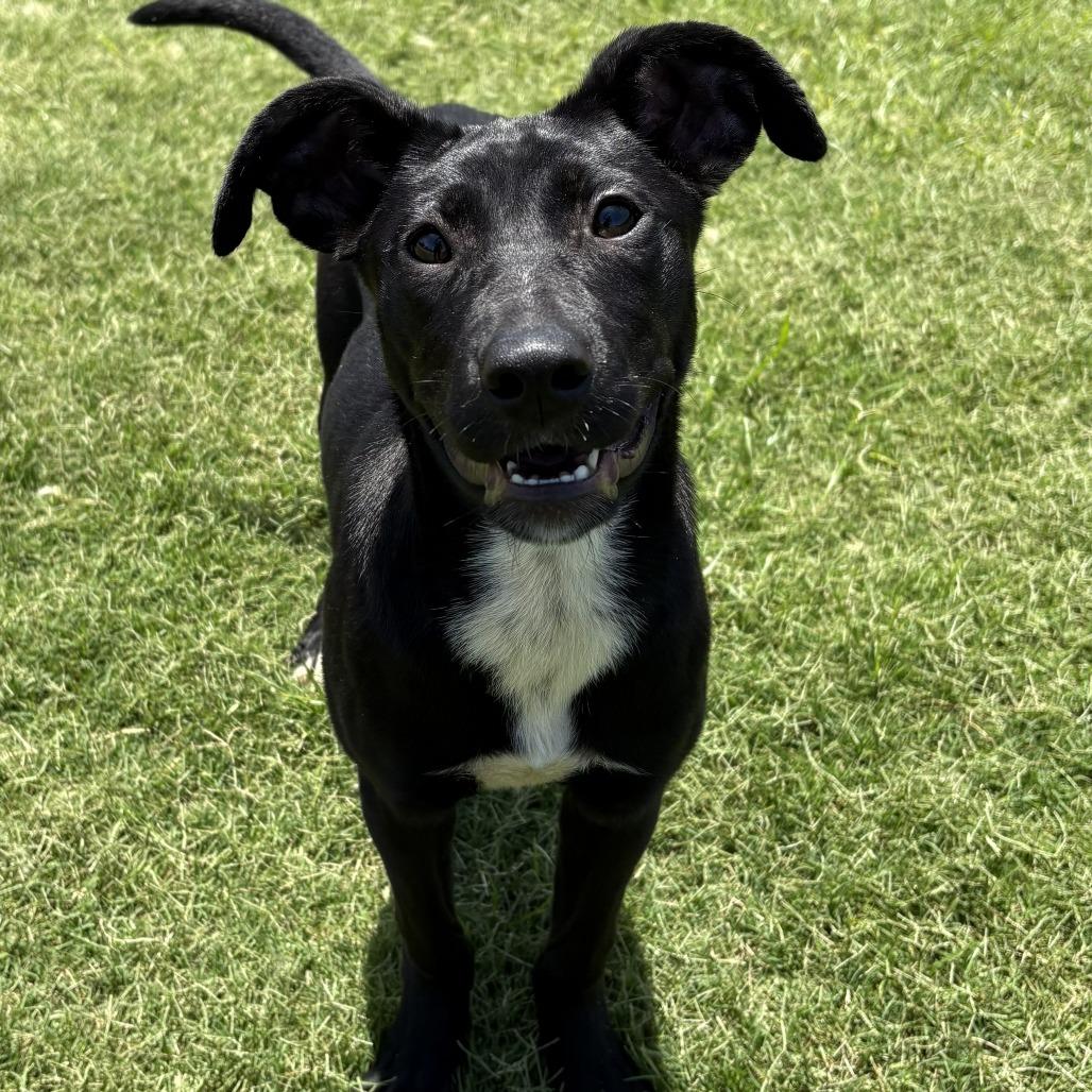 Enlarge Daphne, a Adoptable mixed breed in Cumberland, RI image 2/6