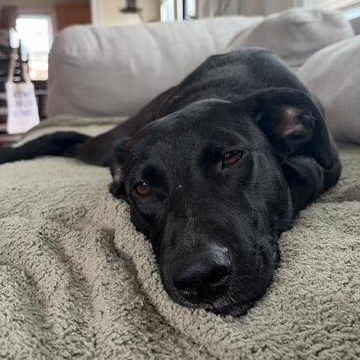 Enlarge Daphne, a Adoptable mixed breed in Cumberland, RI image 5/6