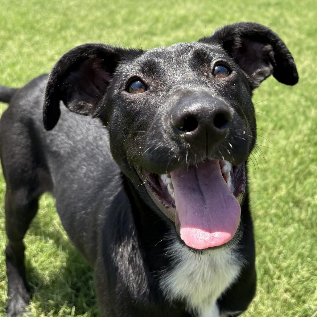 Enlarge Daphne, a Adoptable mixed breed in Cumberland, RI image 4/6