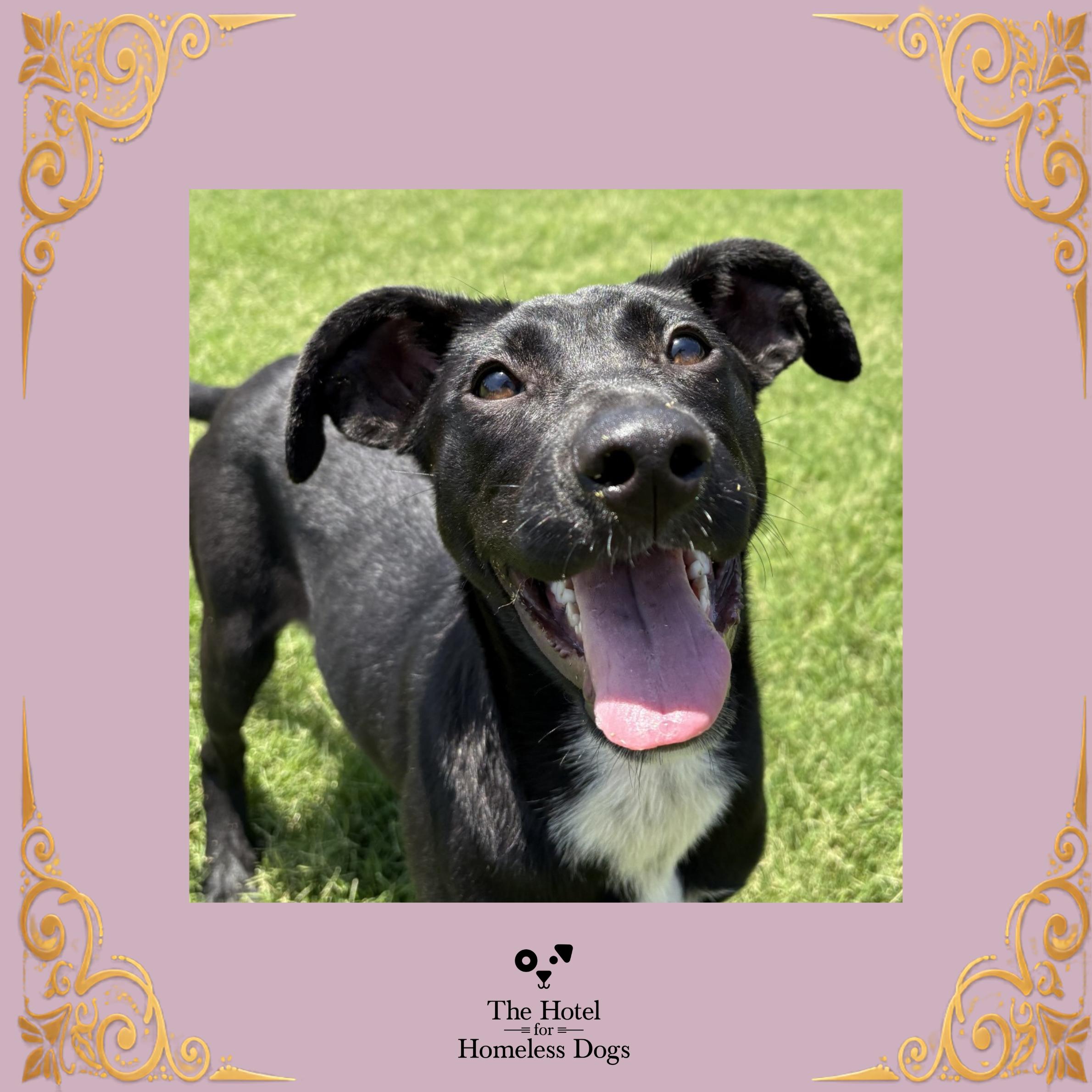 Daphne, Adoptable, Young Female Black Labrador Retriever & Mixed Breed.